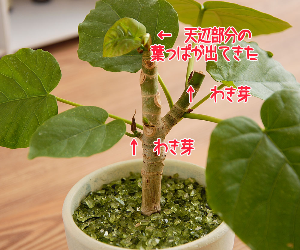 ウンベラータの剪定 お気に入りの樹形 Kobiのシークレットガーデン 観葉植物 多肉植物の育て方