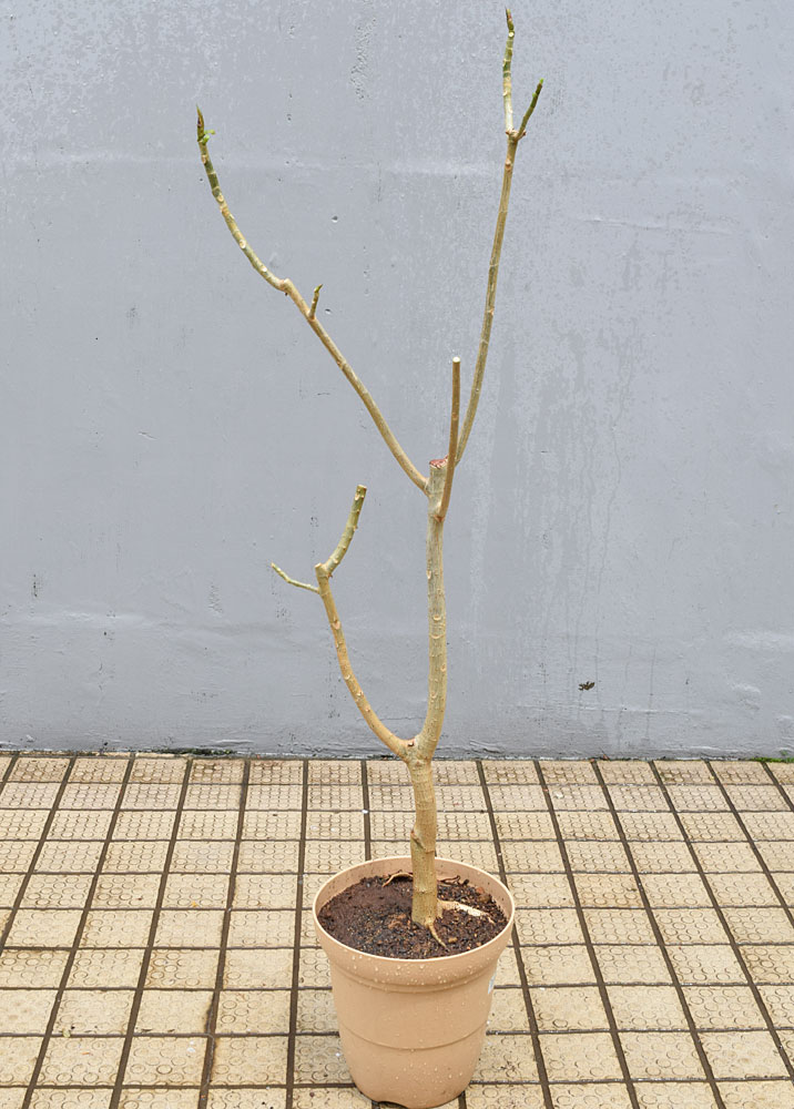ウンベラータの剪定 仕立て直し 取り木 挿し木 Kobiのシークレットガーデン 観葉植物 多肉植物の育て方