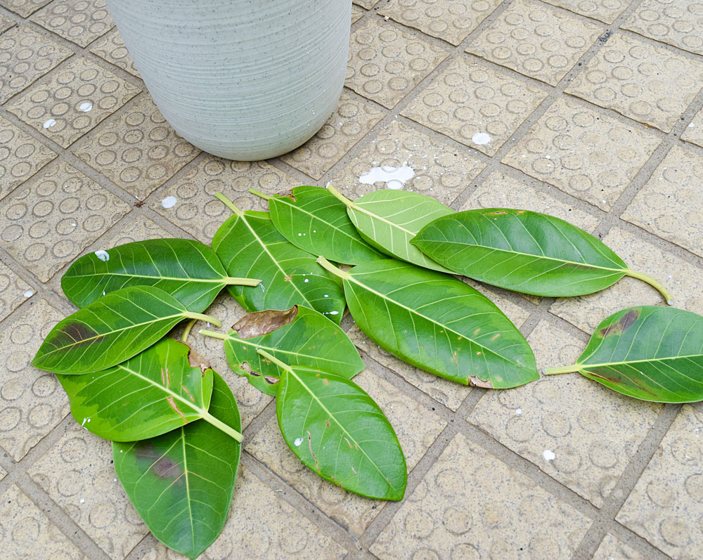 フィカス アルテシーマの剪定 挿し木で増やす Kobiのシークレットガーデン 観葉植物 多肉植物の育て方