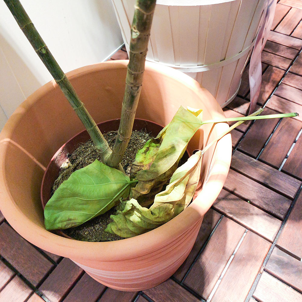 イケア 店内にディスプレィし枯れていく植物の件で気になるコト Pitiful Plant Kobiのシークレットガーデン 観葉植物 多肉植物 の育て方