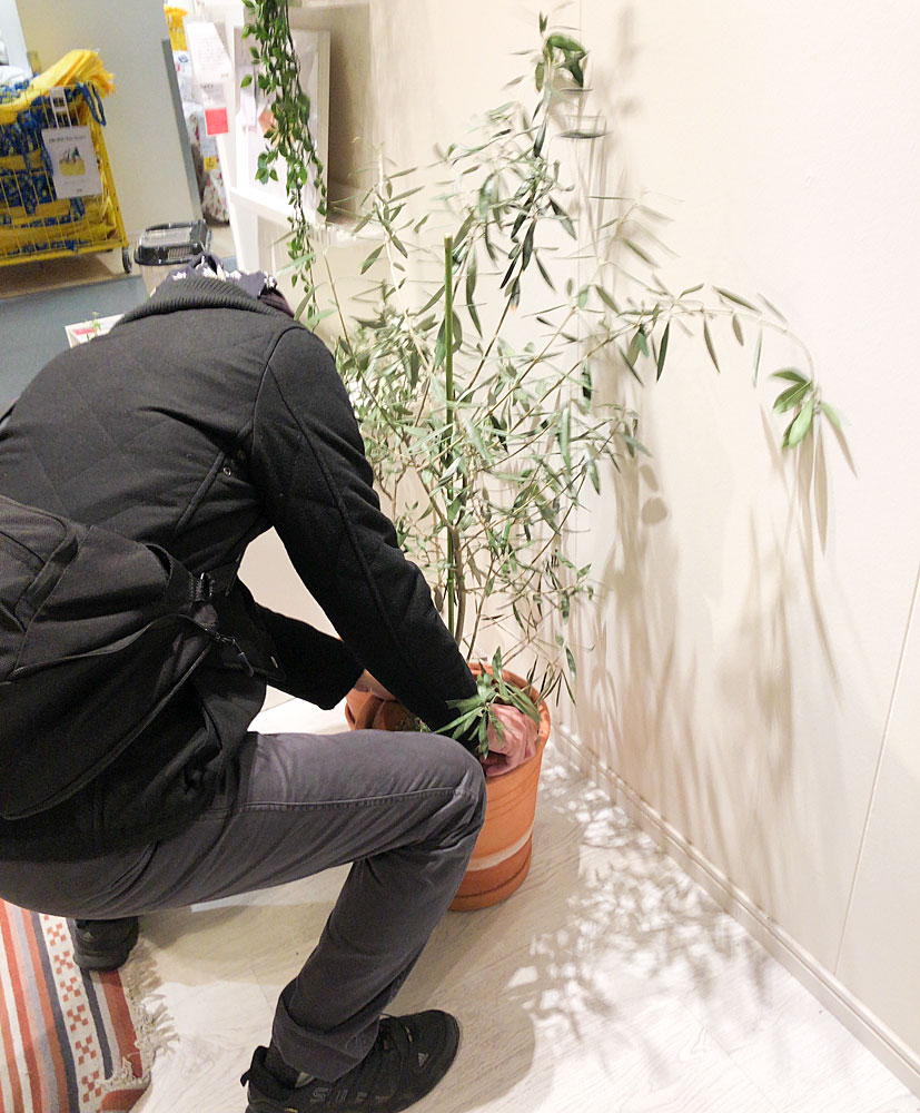 イケア 店内にディスプレィし枯れていく植物の件で気になるコト Pitiful Plant Kobiのシークレットガーデン 観葉植物 多肉植物 の育て方