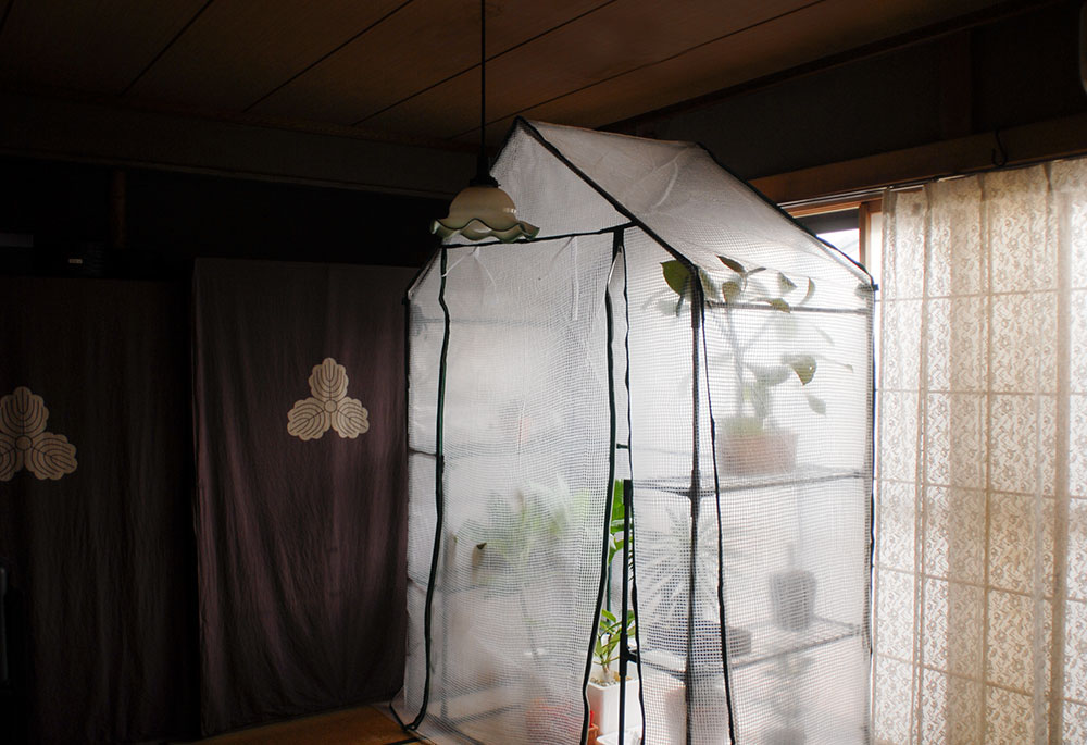 お部屋の中に温室を設置・観葉植物冬越し - KOBIのシークレットガーデン [観葉植物・多肉植物の育て方]