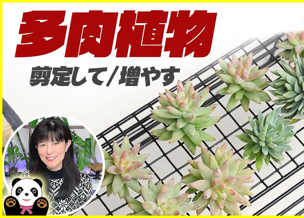 多肉植物 剪定して 増やす セデベリア ファンファーレ 樹氷 くまパン園芸 Kobiのシークレットガーデン 観葉植物 多肉植物の育て方