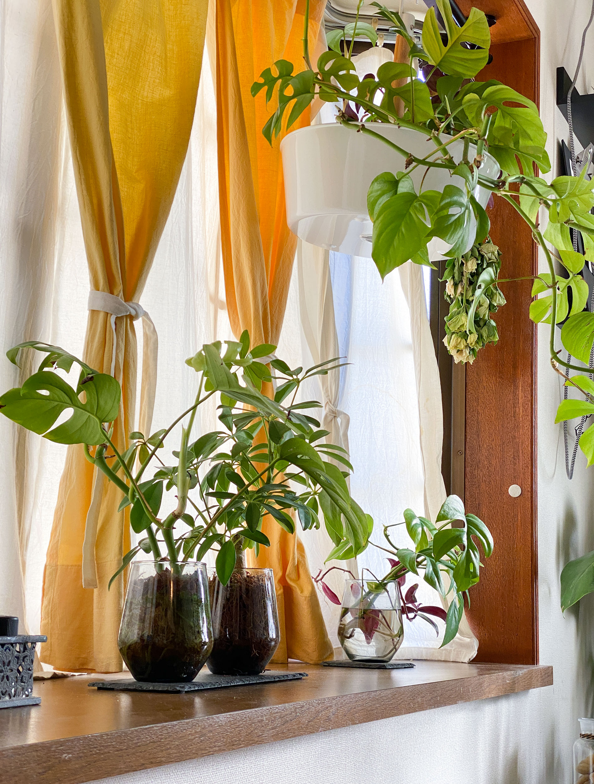 私の寝室出窓の植物たち メンテナンスや水やり くまパン園芸 Kobiのシークレットガーデン 観葉植物 多肉植物の育て方