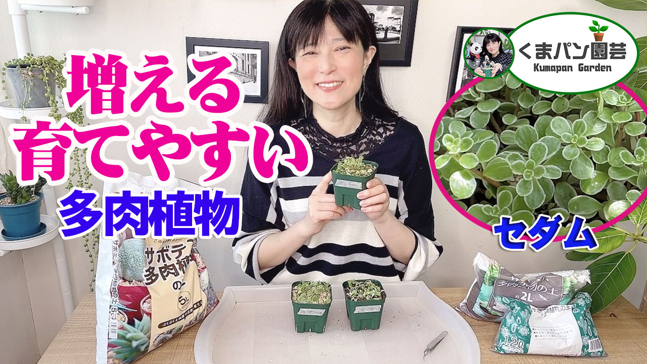 増える 育てやすい 多肉植物 セダム くまパン園芸 Kobiのシークレットガーデン 観葉植物 多肉植物の育て方